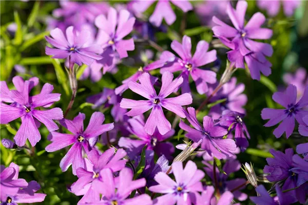 Garten-Teppich-Flammenblume 'Purple Beauty'