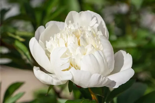 Bauerngarten-Pfingstrose 'Alba Plena'