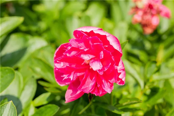 Bauerngarten-Pfingstrose 'Rosea Plena'