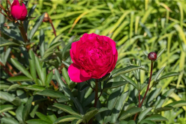 Bauerngarten-Pfingstrose 'Rubra Plena'