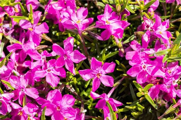 Garten-Teppich-Flammenblume 'Atropurpurea'