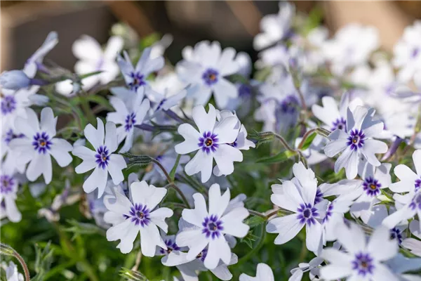 Garten-Teppich-Flammenblume 'Bavaria'
