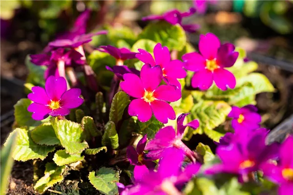 Teppich-Primel 'Wanda'