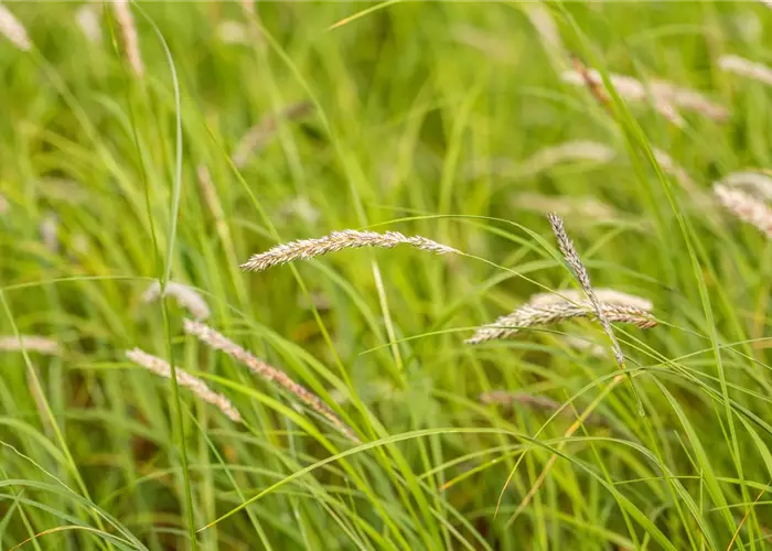 Sesleria autumnalis