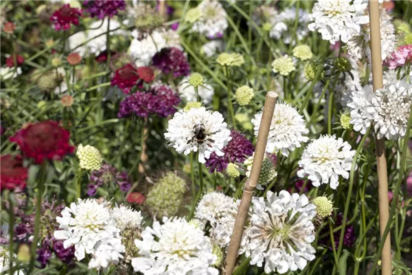 Große Garten-Skabiose 'Perfecta Alba'