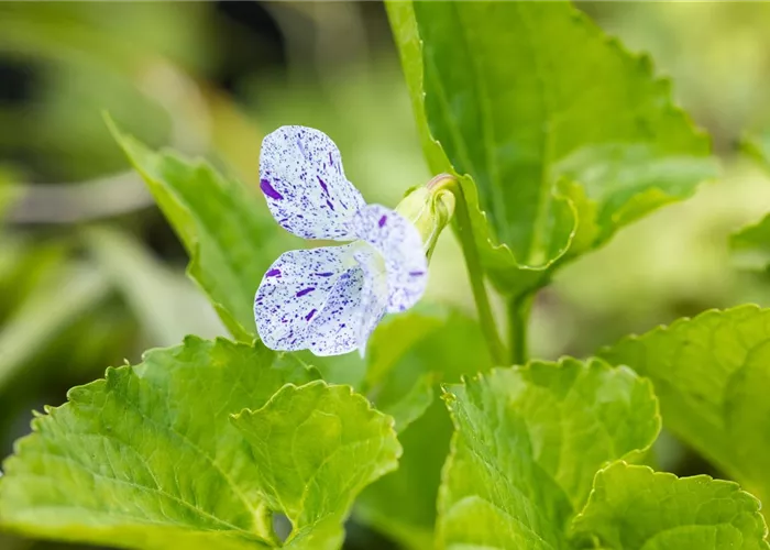 Viola sororia 'Dark Freckels'