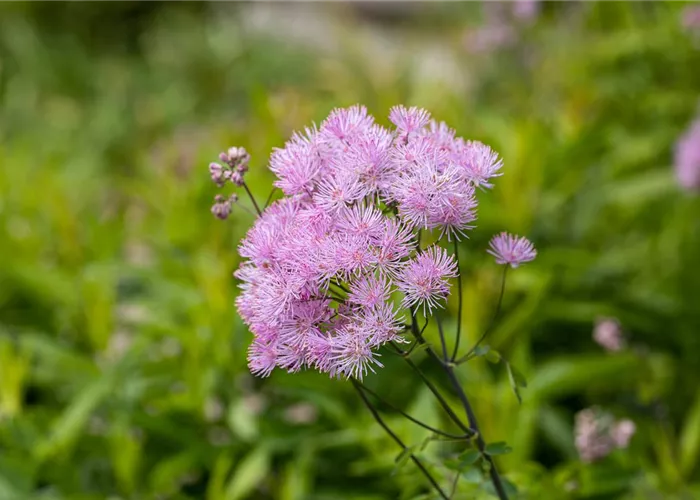 Thalictrum rochebruneanum 'Elin'