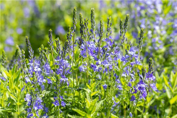 Großer Garten-Ehrenpreis 'Knallblau'