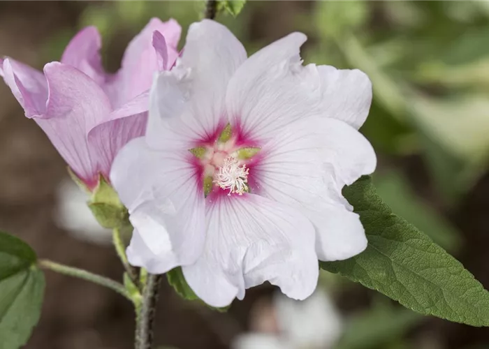 Lavatera x olbia 'Baby Barnsley'