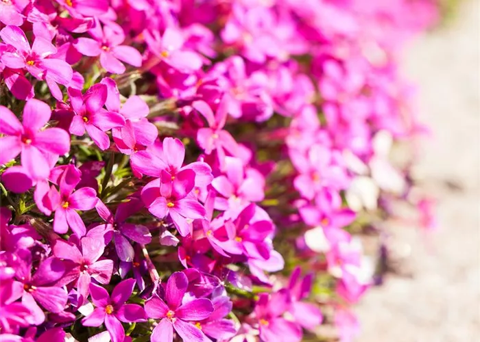Phlox douglasii 'Red Admiral'