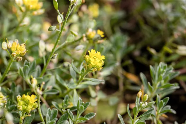 Felsen-Steinkraut 'Sulphureum'