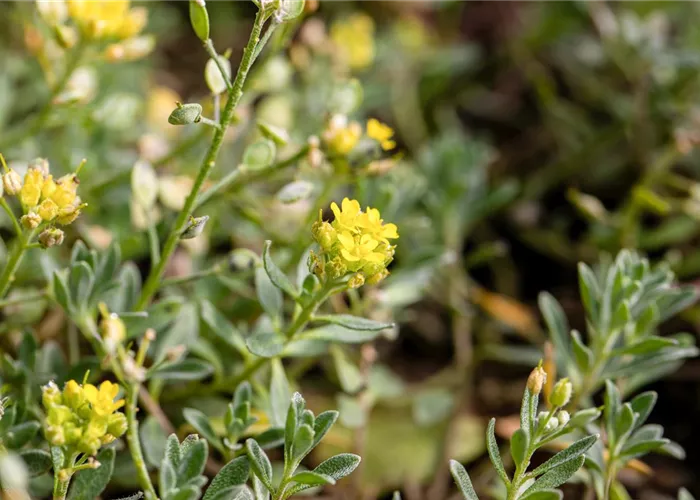 Alyssum saxatile 'Sulphureum'