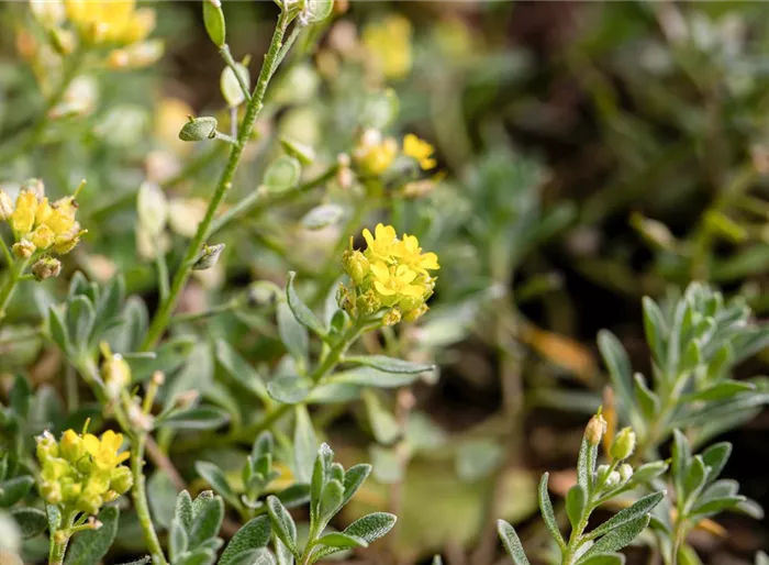 Felsen-Steinkraut 'Sulphureum'