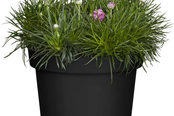Garten-Grasnelke 'Rubrifolia'