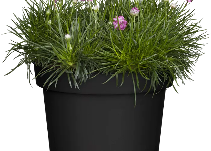 Armeria maritima 'Rubrifolia' ('Vesuv')