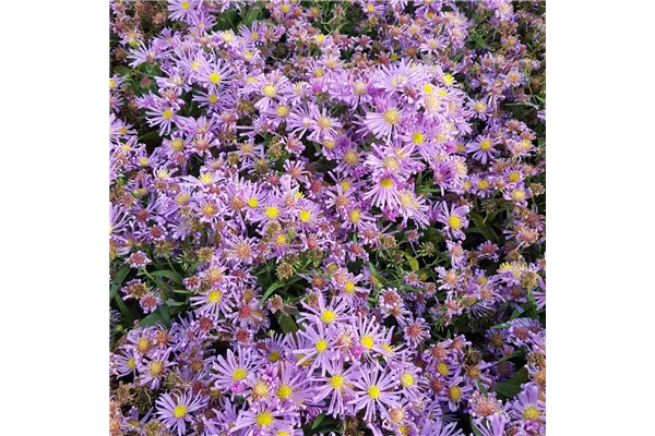 Garten-Glattblatt-Aster 'Blütenmeer'
