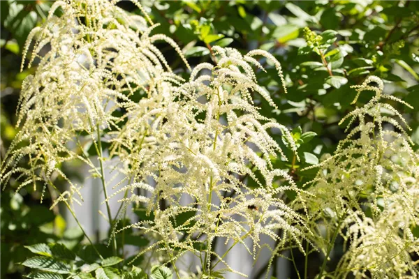 Thunbergs Garten-Prachtspiere 'Prof. van der Wielen'