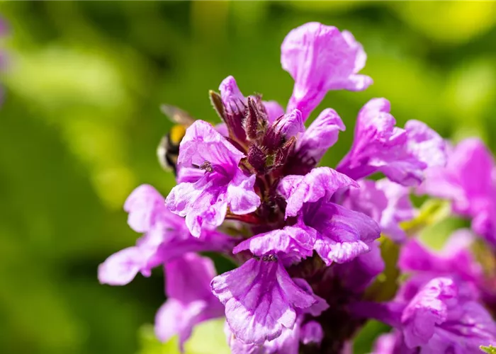 Betonica macrantha 'Superba' (Stachys grand.)