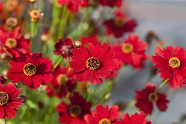 Quirlblättriges Garten-Mädchenauge 'Red Ruby'