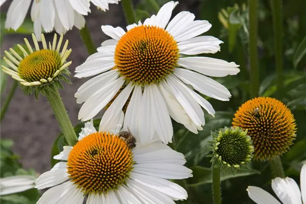 Garten-Scheinsonnenhut Meditation® 'White'