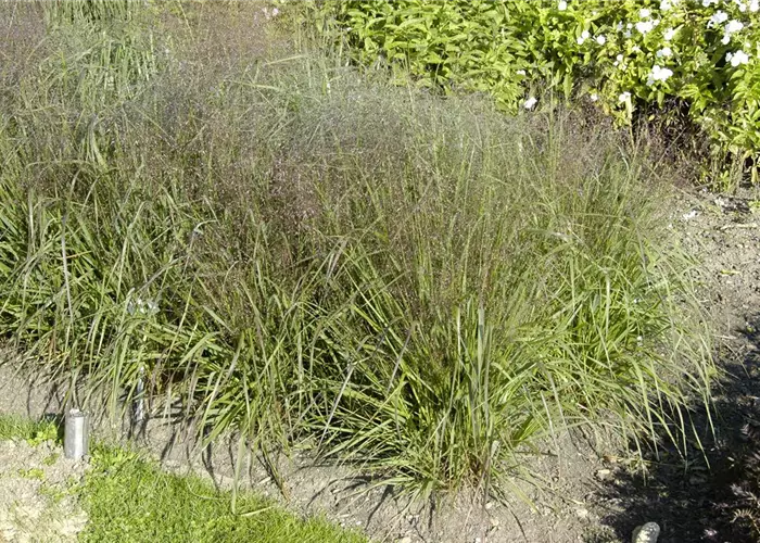 Eragrostis spectabilis 'Purpurflirren'