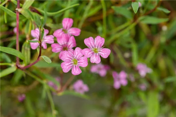 Kriechendes Schleierkraut 'Filou Rose'