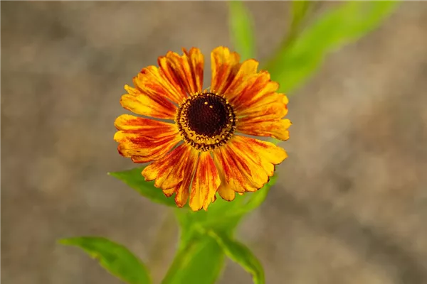 Garten-Sonnenbraut 'Lukas'
