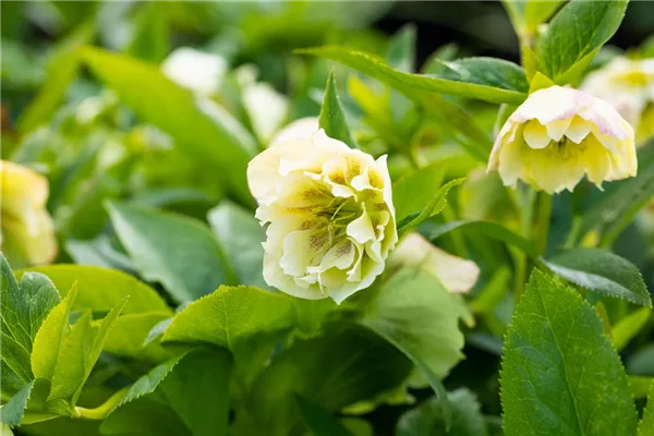 Orientalische Nieswurz 'Double Ellen Yellow'