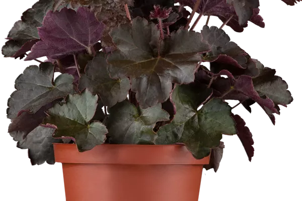 Purpurglöckchen 'Black Pearl'