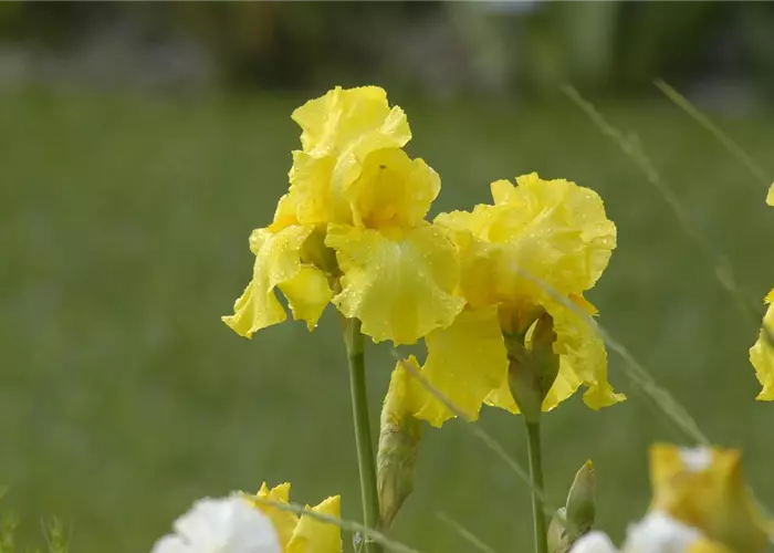 Iris x barb.-elat.'St.Crispin'