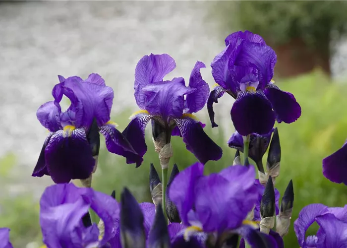 Iris x barb.-nana 'Hamburger Nacht'