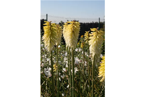 Garten-Fackellilie 'Ice Queen'