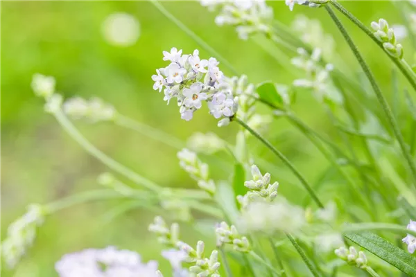 Echter Lavendel 'Hidcote White'