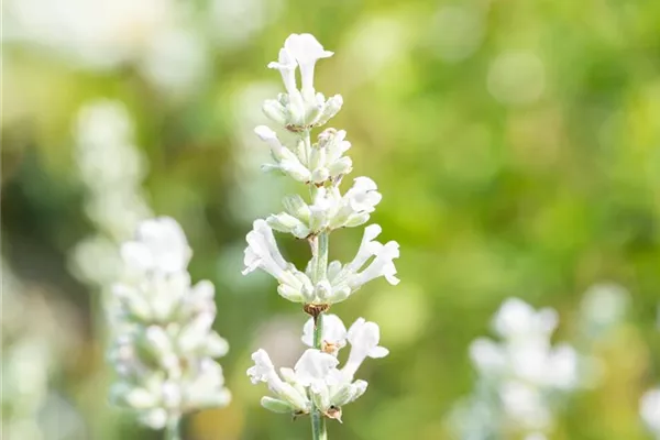 Echter Lavendel 'White Fragrance' 