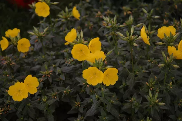 Garten-Nachtkerze 'Hohes Licht'