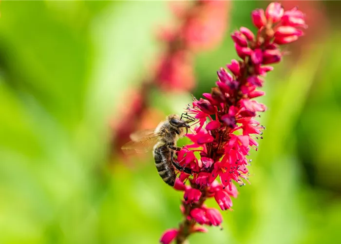 Persicaria amplexicaulis 'Fat Domino' -R- (Bistort