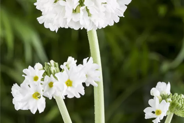 Kugelige Garten-Schlüsselblume 'Alba'