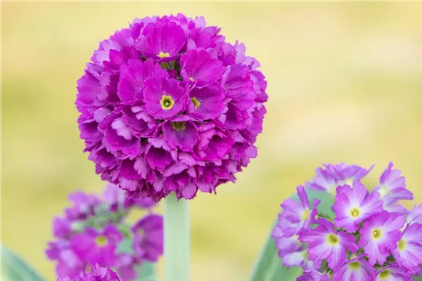 Kugelige Garten-Schlüsselblume 'Rubin'