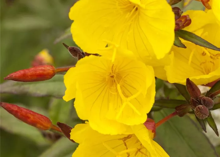 Oenothera pilosella 'Yella Fella'