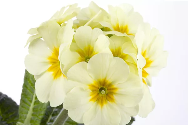 Hohe Schlüsselblume