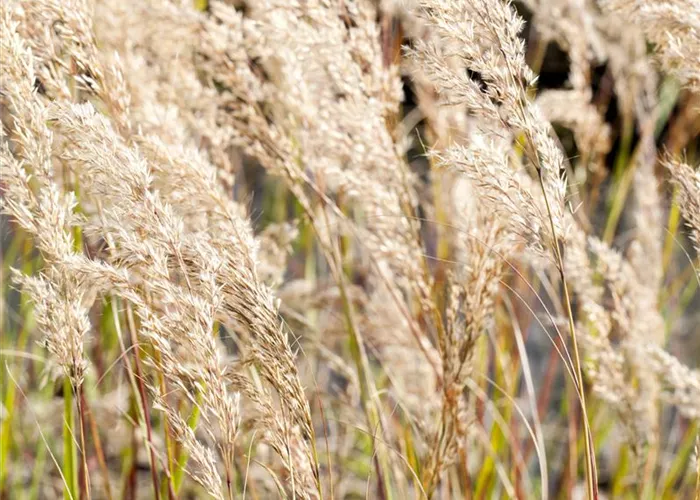 Stipa calamagrostis 'Lemperg'