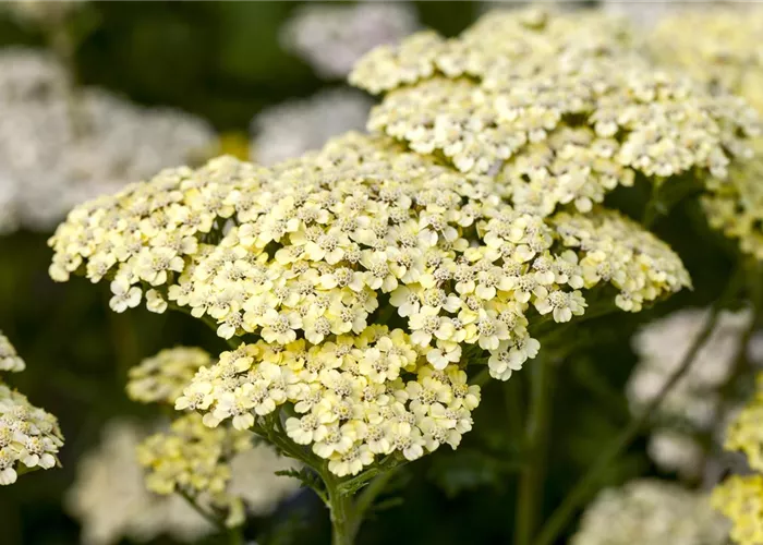 Achillea filipendulina 'Credo'