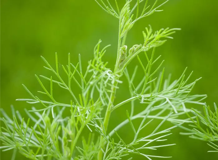 Garten-Zitronen-Eberraute