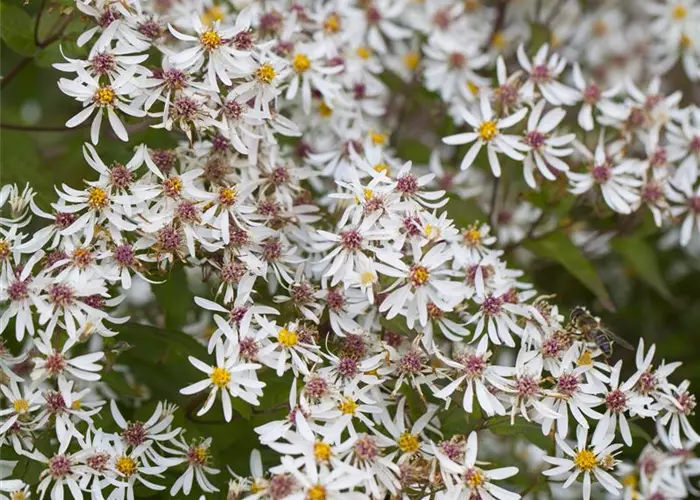 Aster divaricatus 'Tradescant'