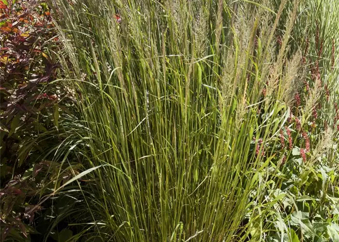 Calamagrostis varia