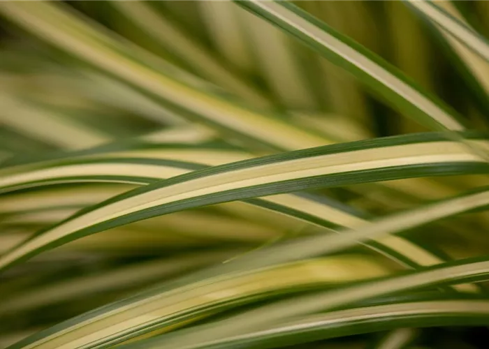 Carex hachijoensis 'Evergold'