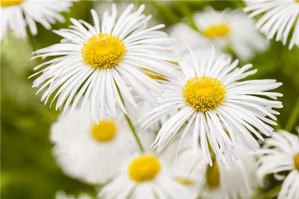 Garten-Feinstrahl 'Sommerneuschnee'