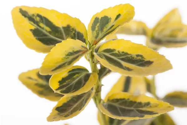 Goldbunte Kriechspindel 'Emerald Gold'