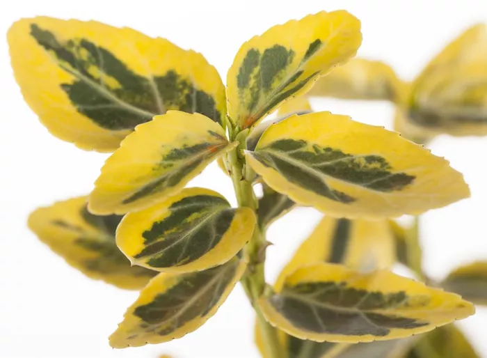 Goldbunte Kriechspindel 'Emerald Gold'