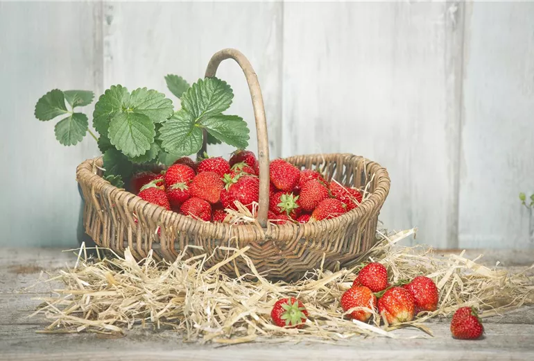 Fragaria x ananassa